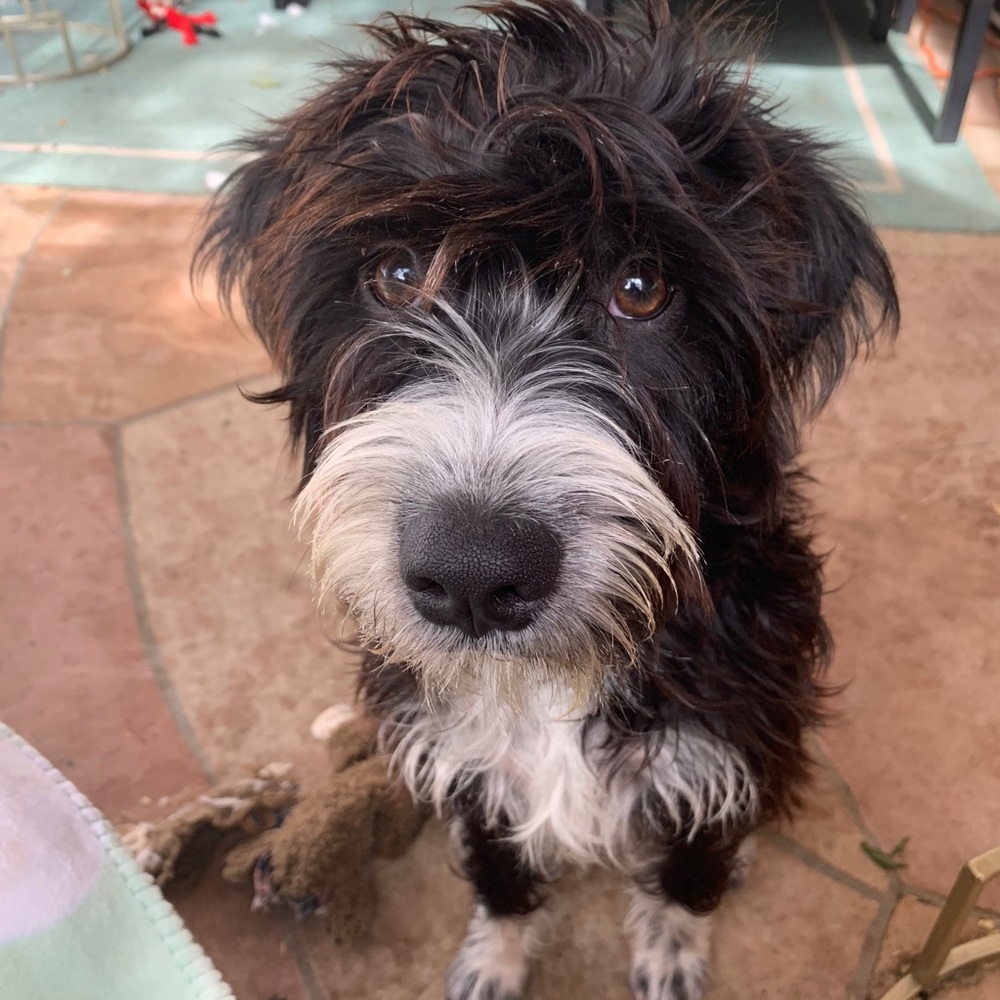 Meet your Posher, Cheri